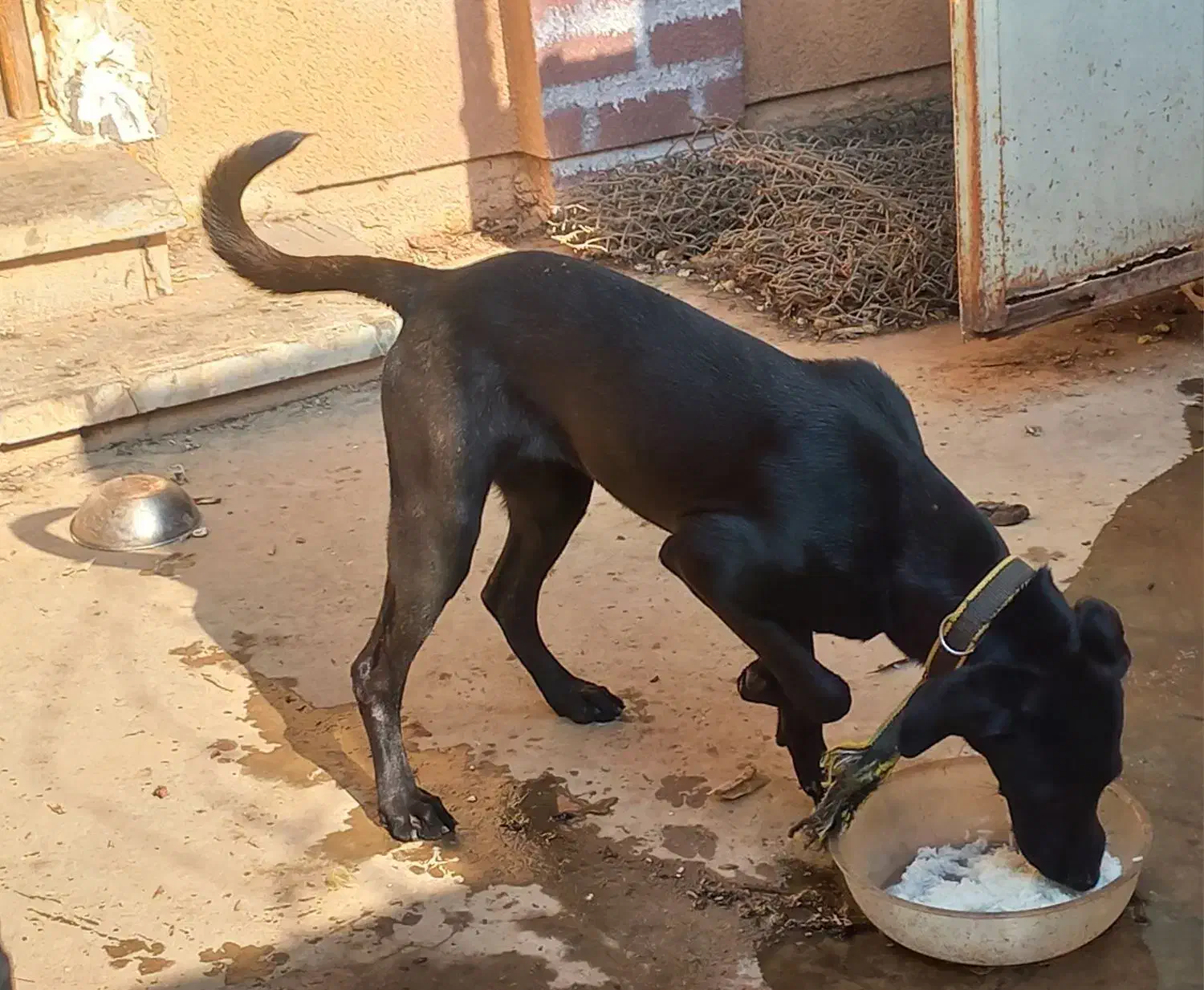 پیتبول آمریکایی ۸ ماهه|سگ|شوشتر, |دیوار