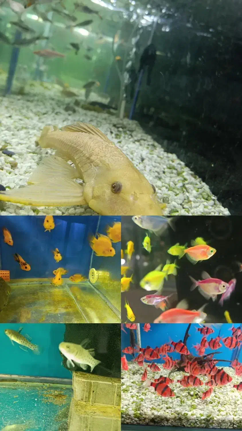 گوپی آکواریوم سیچیلاید آروانا  پلنت کوی بچه مولی|ماهی|رباطکریم, رباطکریم|دیوار