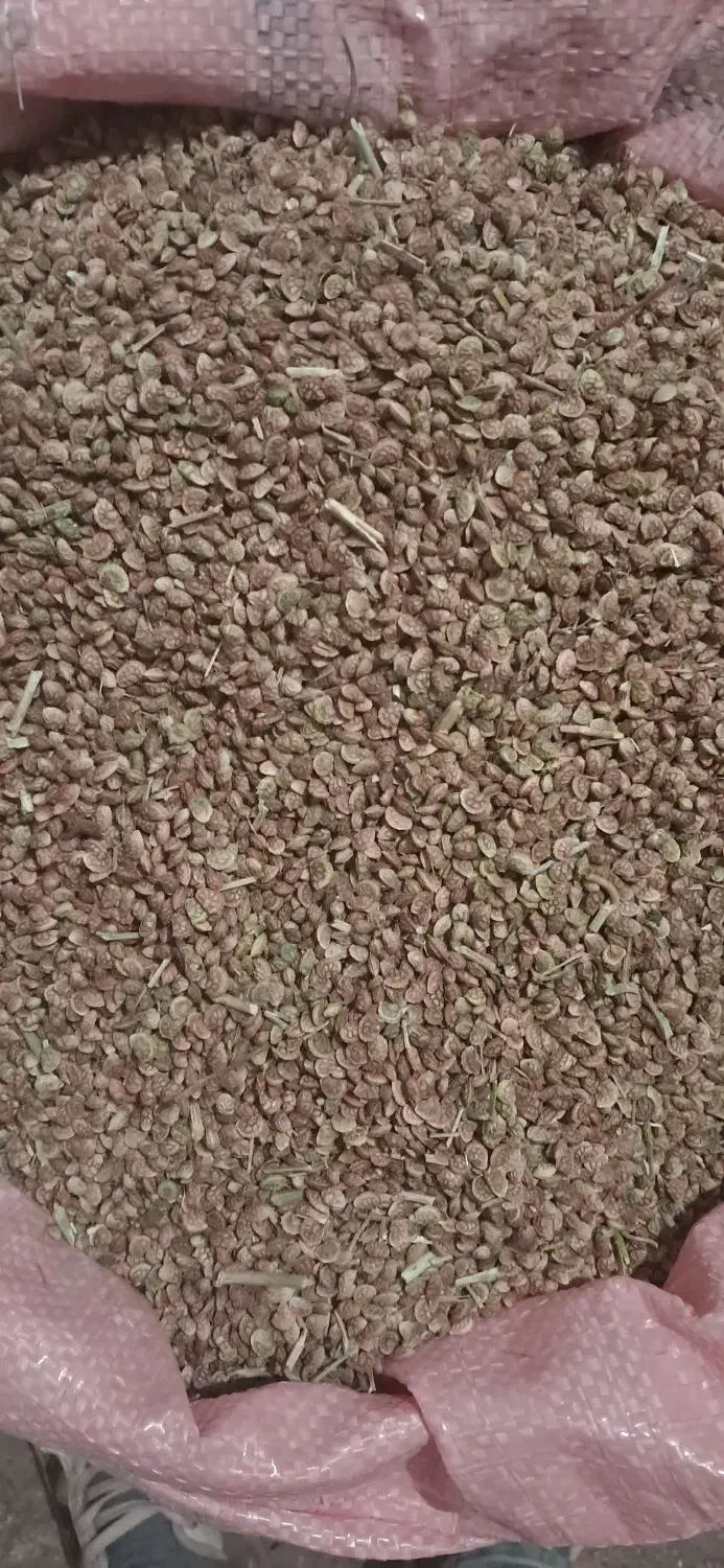 بذریونجه خاشا|خدمات باغبانی و درختکاری|خلخال, |دیوار