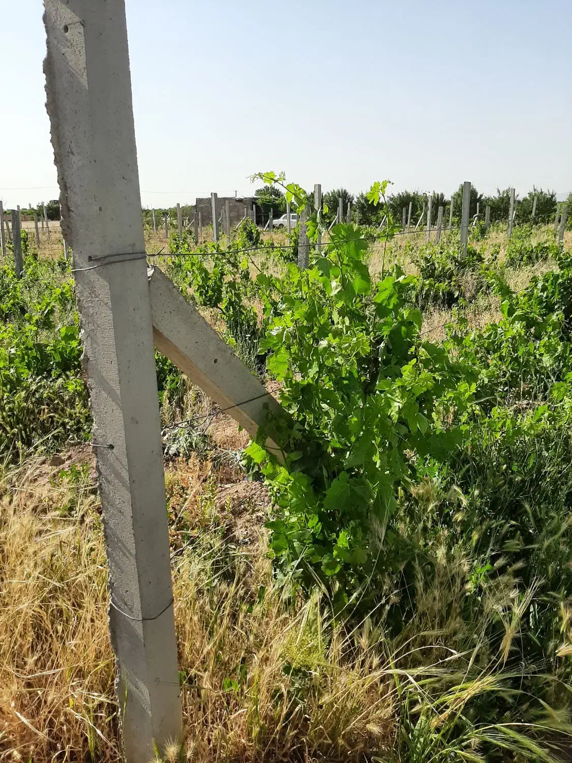 فروش باغچه انگور ۱۶۵۰متری داربستی|فروش زمین و ملک کلنگی|هشتگرد, شهرک دانش|دیوار