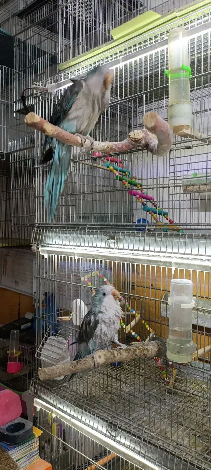 پرنده های زینتی پویا در مهاباد|پرنده|مهاباد (آذربایجان غربی), |دیوار