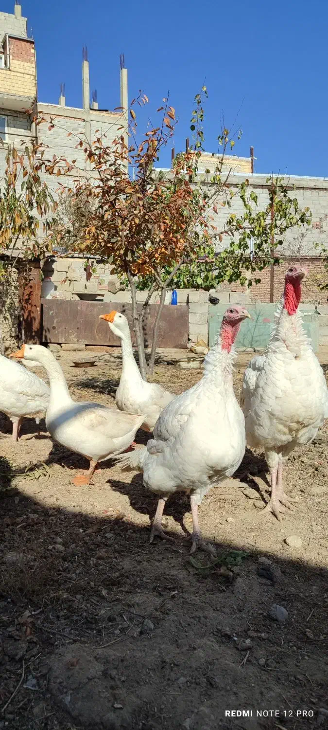 بوقلمون نژاد هلندی بیوتی۶|حیوانات مزرعه|اردبیل, |دیوار