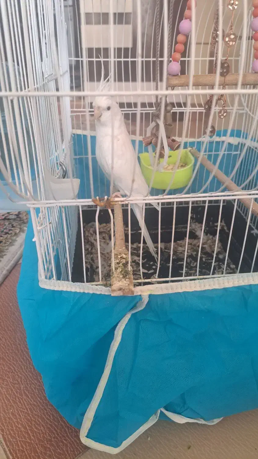 قناری عروس هلندی سخنگو|پرنده|کرمان, |دیوار