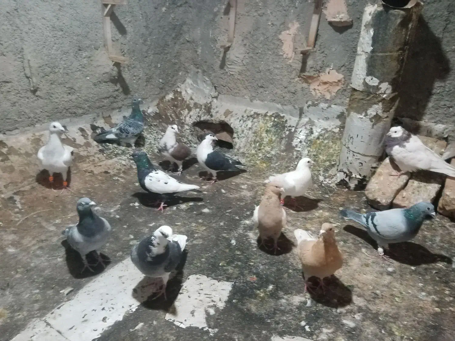 ۱۲عدد پرنده پرشی همه زدوخوردی مال تیغه|پرنده|جوین, |دیوار