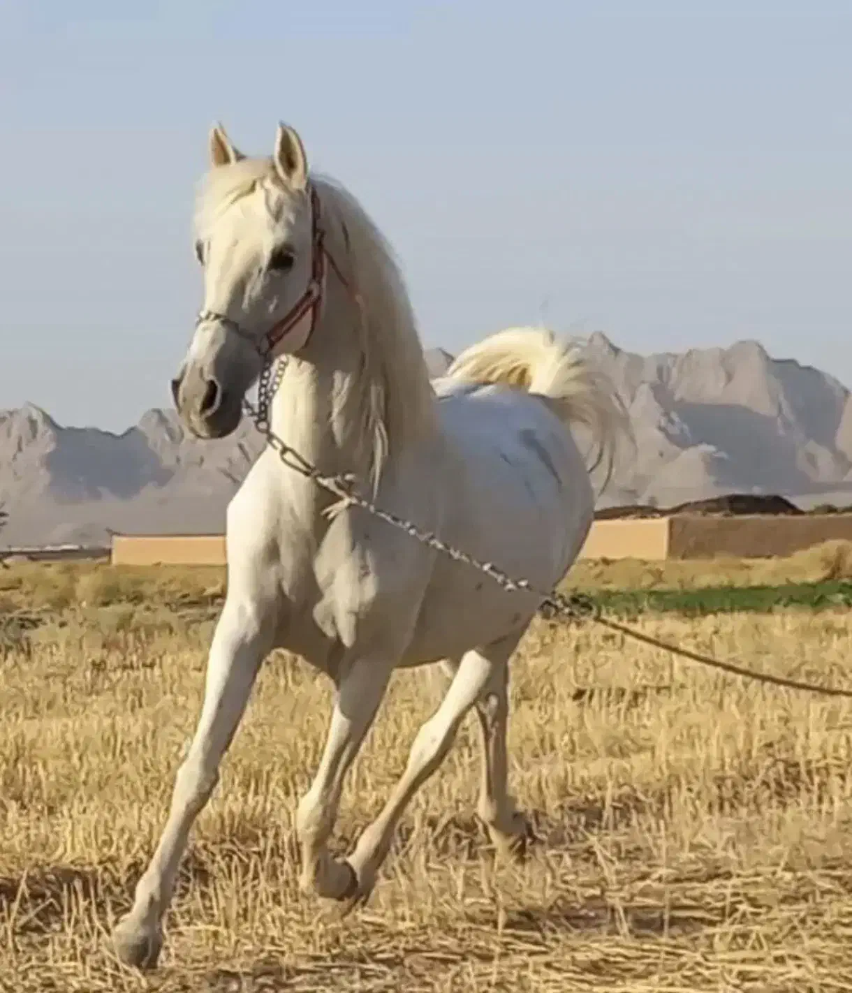 مادیان کرد خالص|اسب و تجهیزات اسبسواری|جرقویه, |دیوار