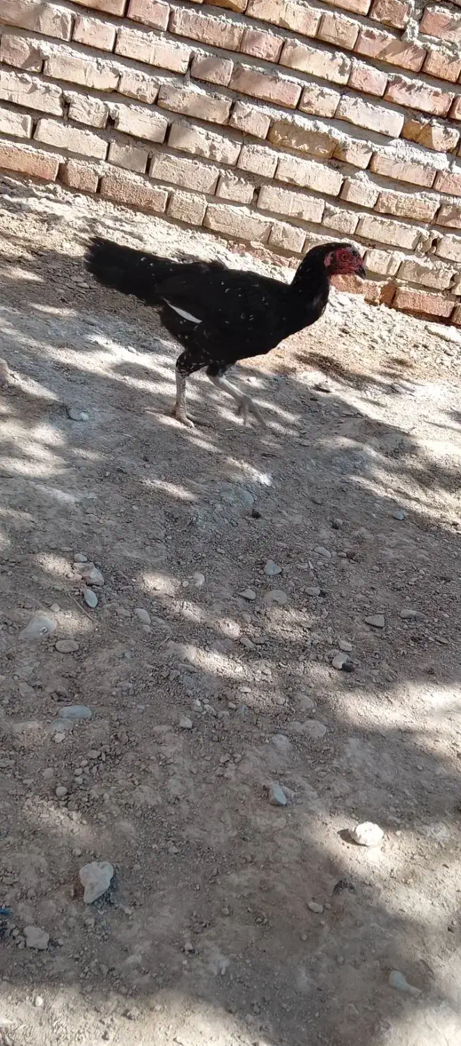 مرغ خروس|حیوانات مزرعه|بمپور, |دیوار