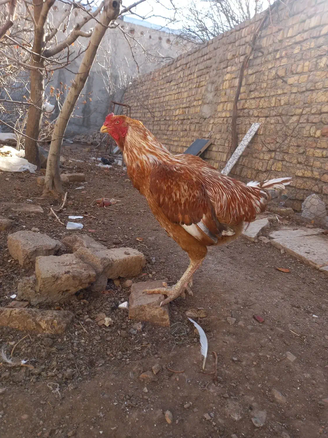 خروس لاری|حیوانات مزرعه|شهر ری, تصفیه خانه|دیوار