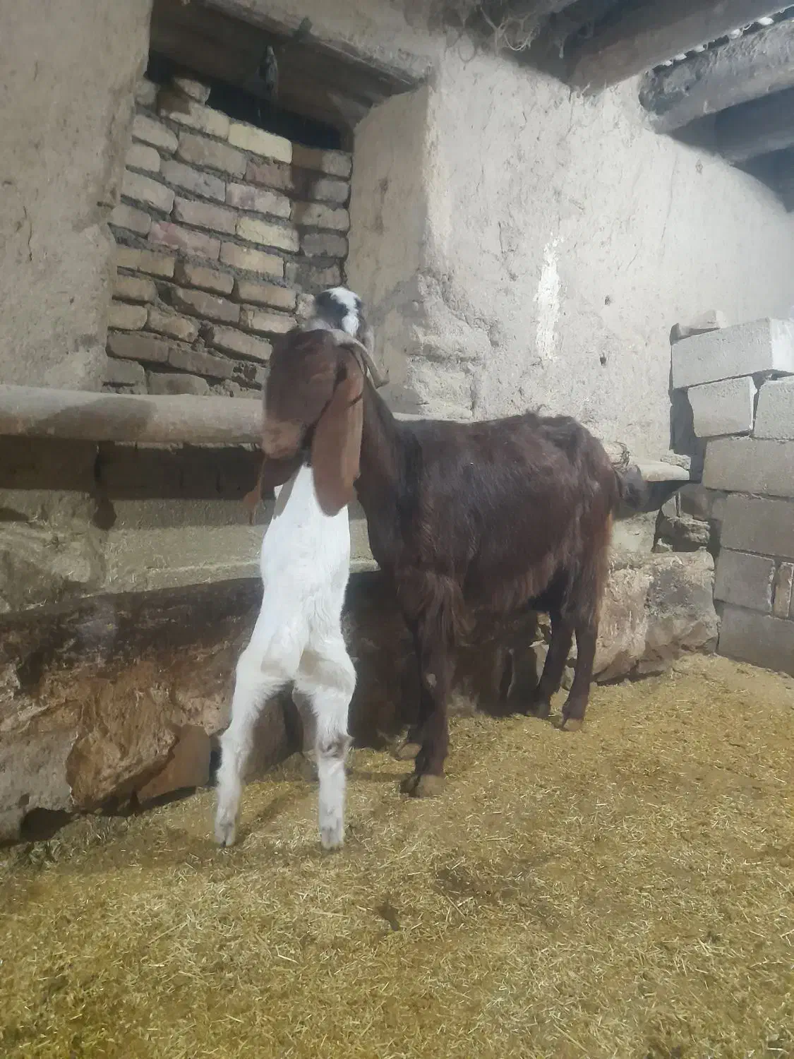 بز وبزغاله|حیوانات مزرعه|کرمانشاه, |دیوار