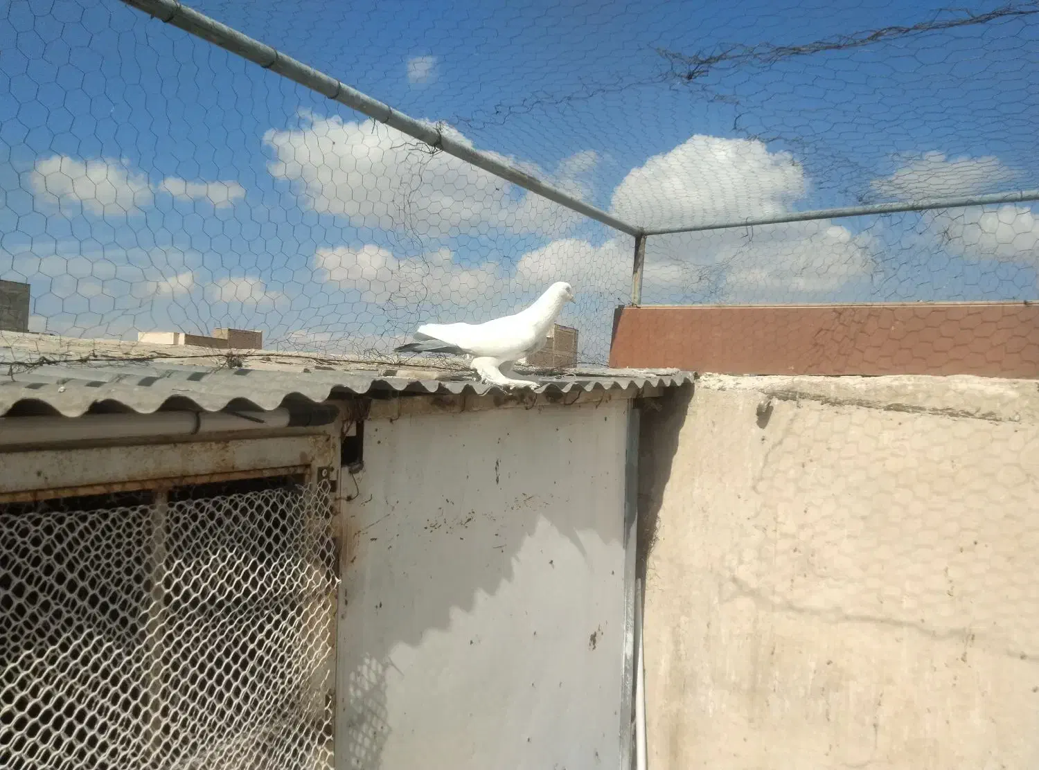 کبوتر|پرنده|تبریز, |دیوار