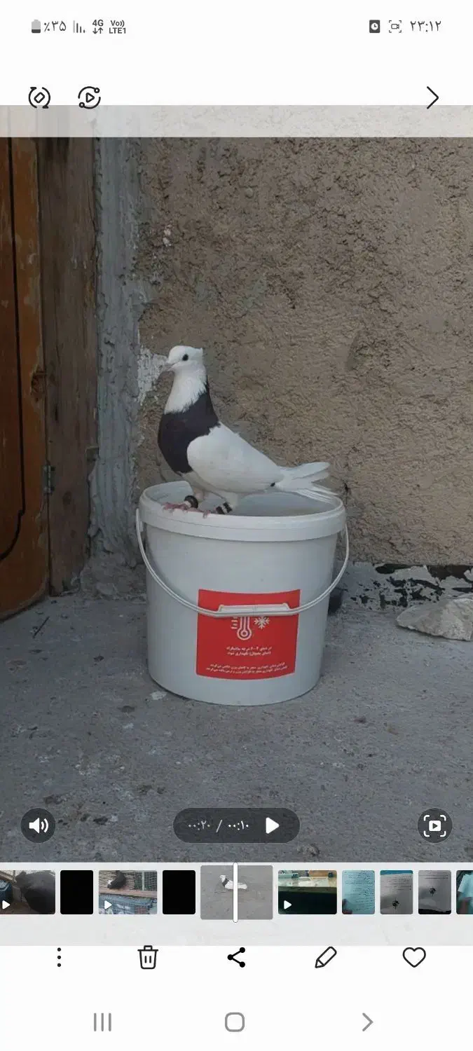 کفتر طوقی وسبز|پرنده|بندر ماهشهر, |دیوار