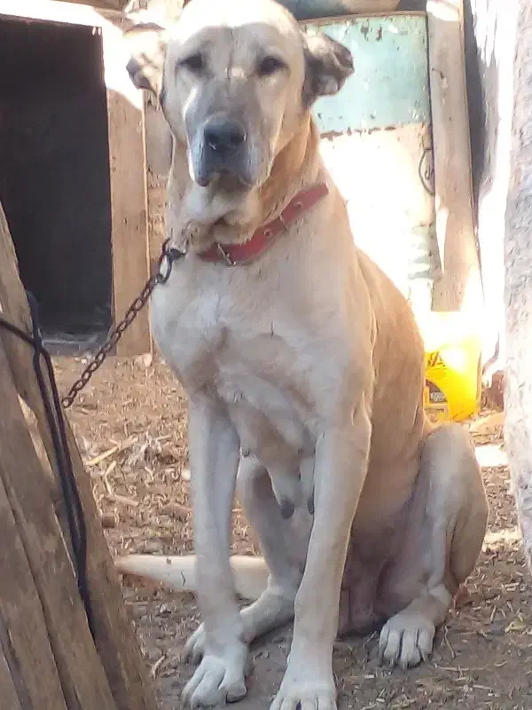 سگ ماده سرابی درشت|سگ|الوند, |دیوار