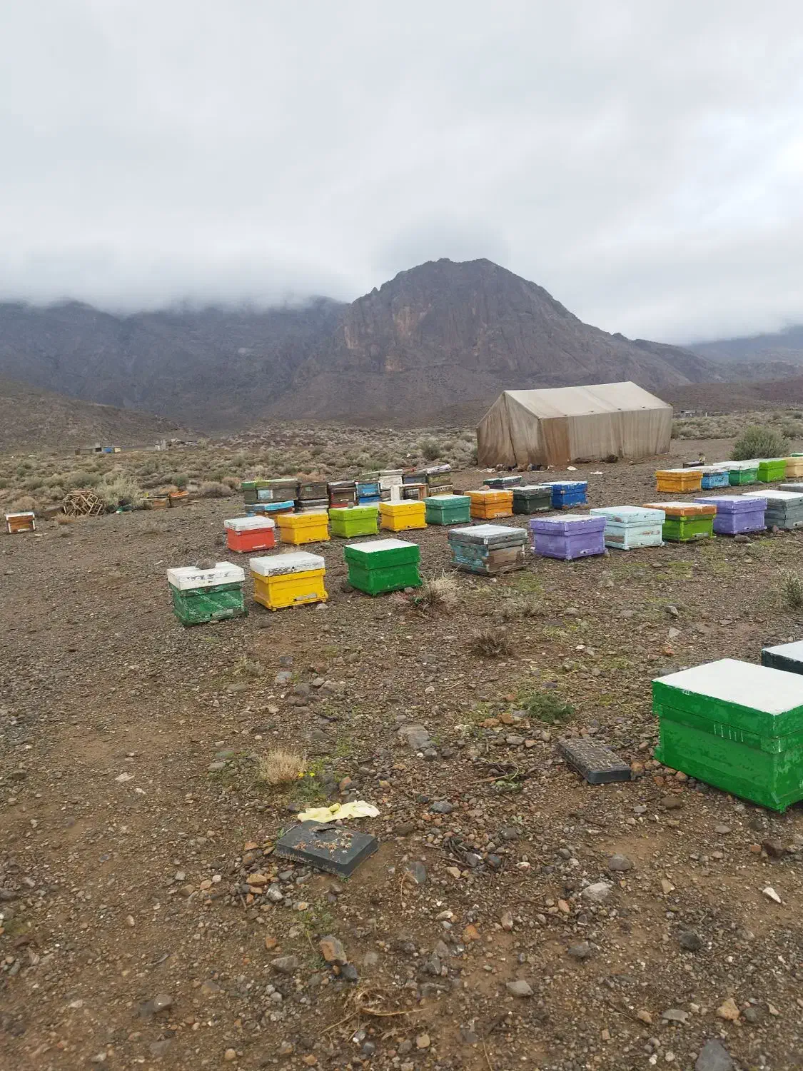 فروش زنبور عسل|حیوانات مزرعه|بختگان, |دیوار