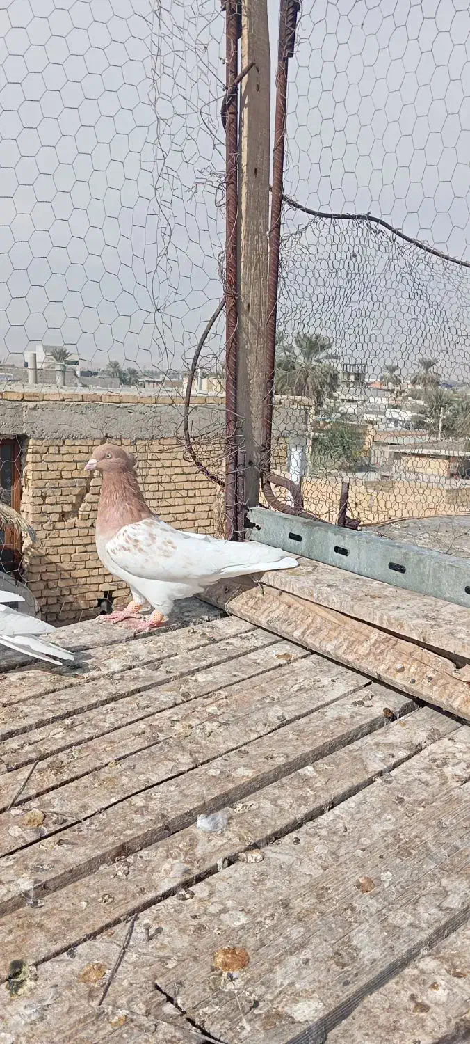 کبوتر|پرنده|جهرم, |دیوار