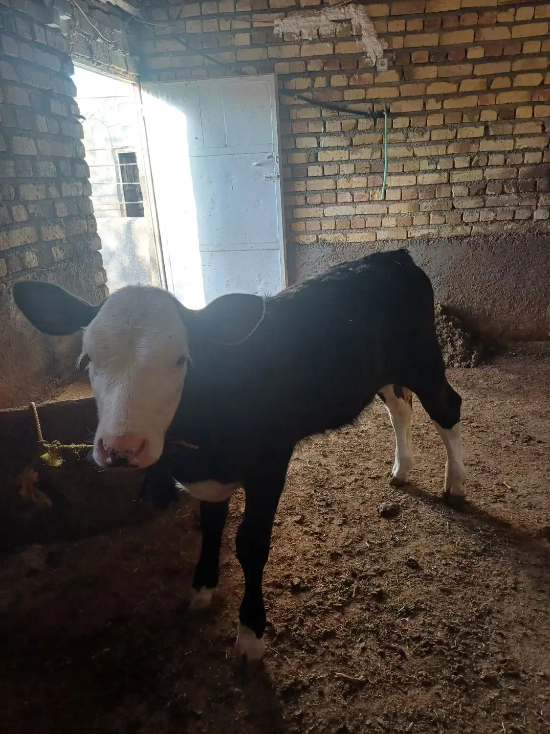 یک عدد گاوشیری|حیوانات مزرعه|قیدار, |دیوار