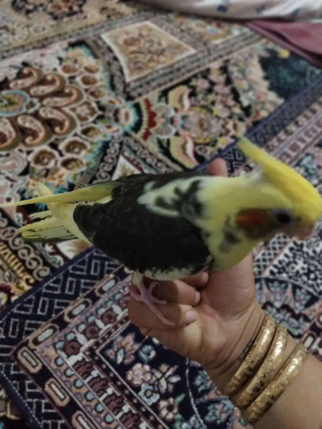 عروس هلندی نر|پرنده|شیروان (خراسان), |دیوار