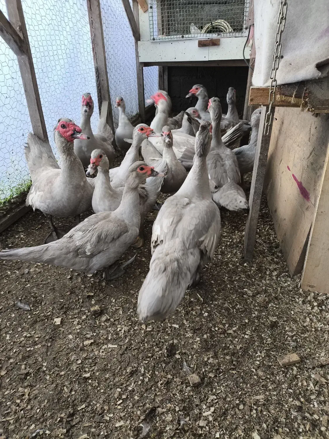 مسکویی نقره ای....بالغ|حیوانات مزرعه|عباسآباد, |دیوار