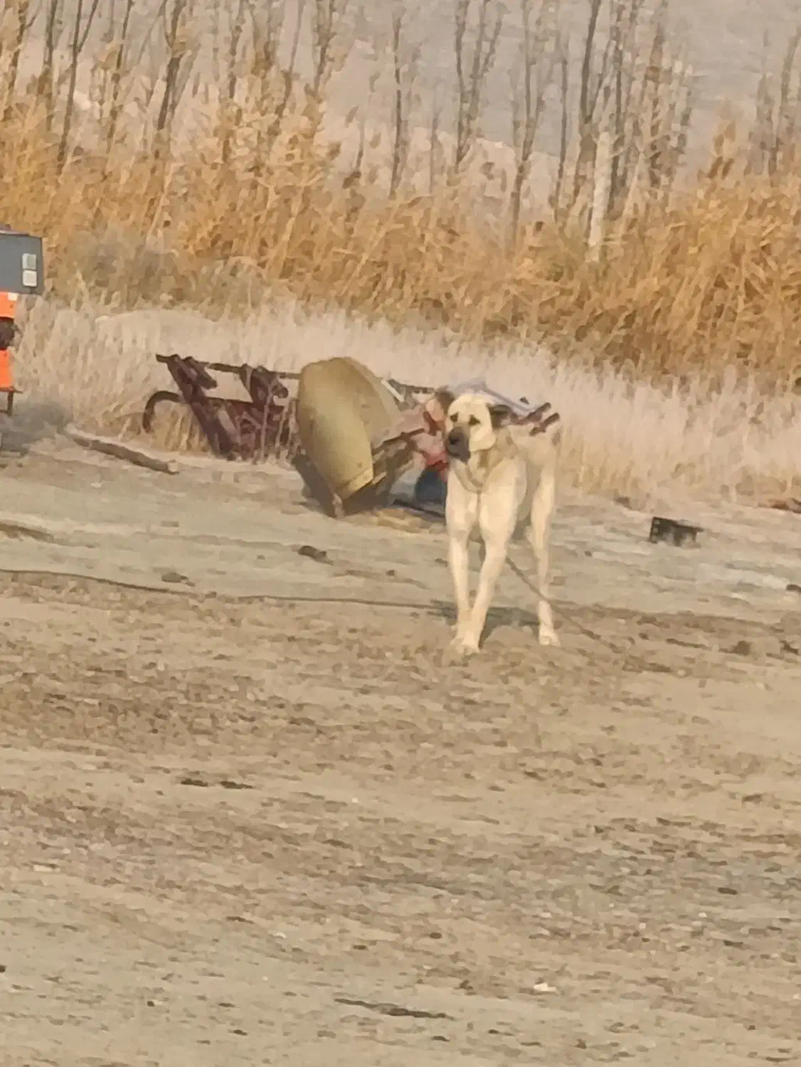 سگ سرابی|سگ|سلماس, |دیوار