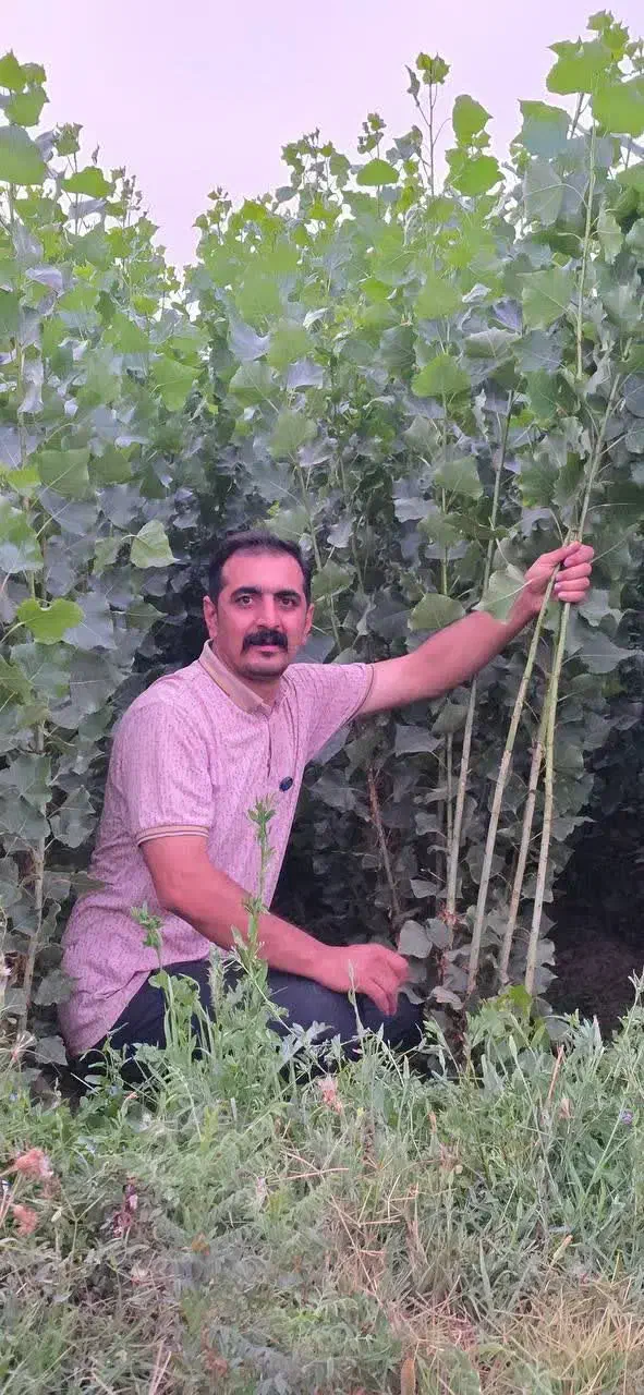 نهال صنوبر درختی سریع‌تر‌از تورم|خدمات باغبانی و درختکاری|قره ضیاالدین, |دیوار