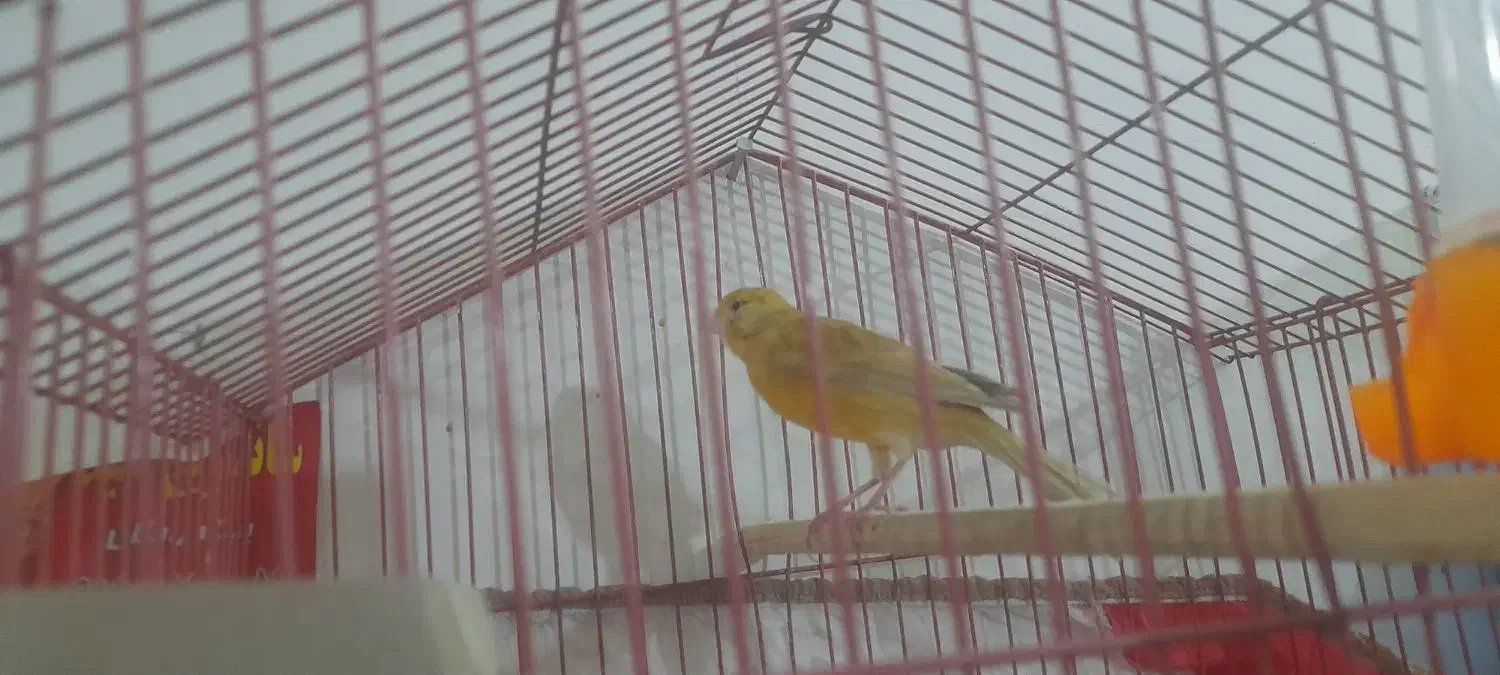 ۶ تا قناری|پرنده|مشهد, شهرک مهر آباد|دیوار