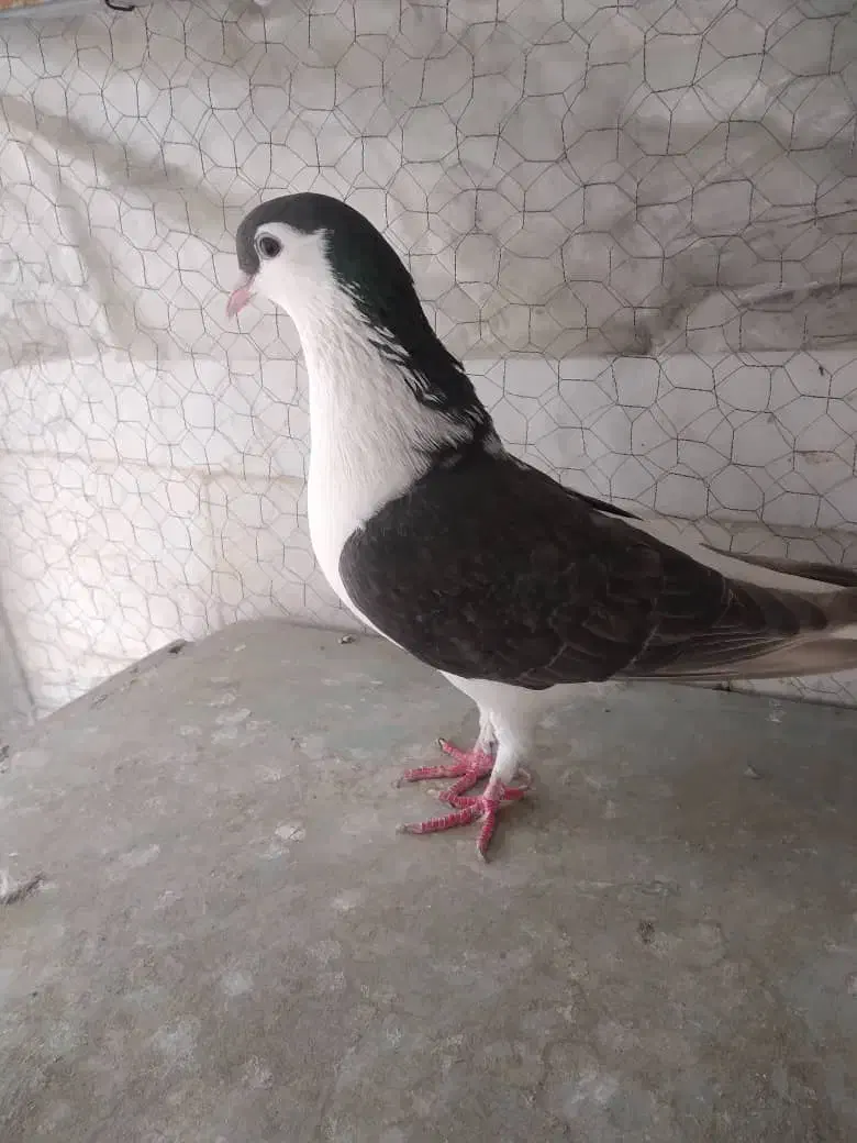 کبوتر|پرنده|تهران, پرستار|دیوار