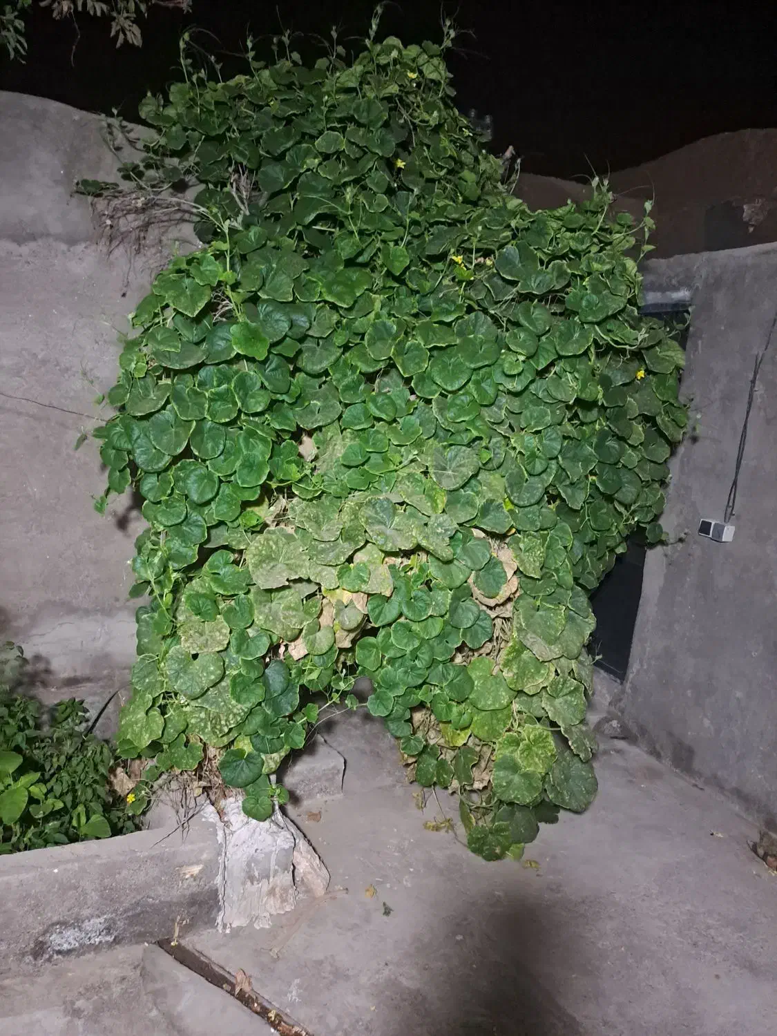 واحد اجاره مطهری 9|اجارهٔ خانه و ویلا|رفسنجان, |دیوار