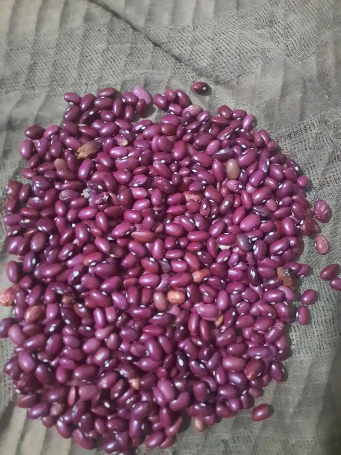 لوبیا قرمز|خوردنی و آشامیدنی|درودزن, |دیوار