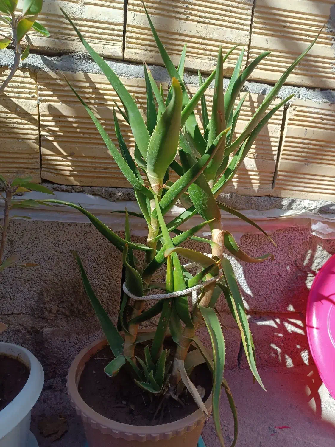 گل طبیعی|گل و گیاه طبیعی|تبریز, |دیوار