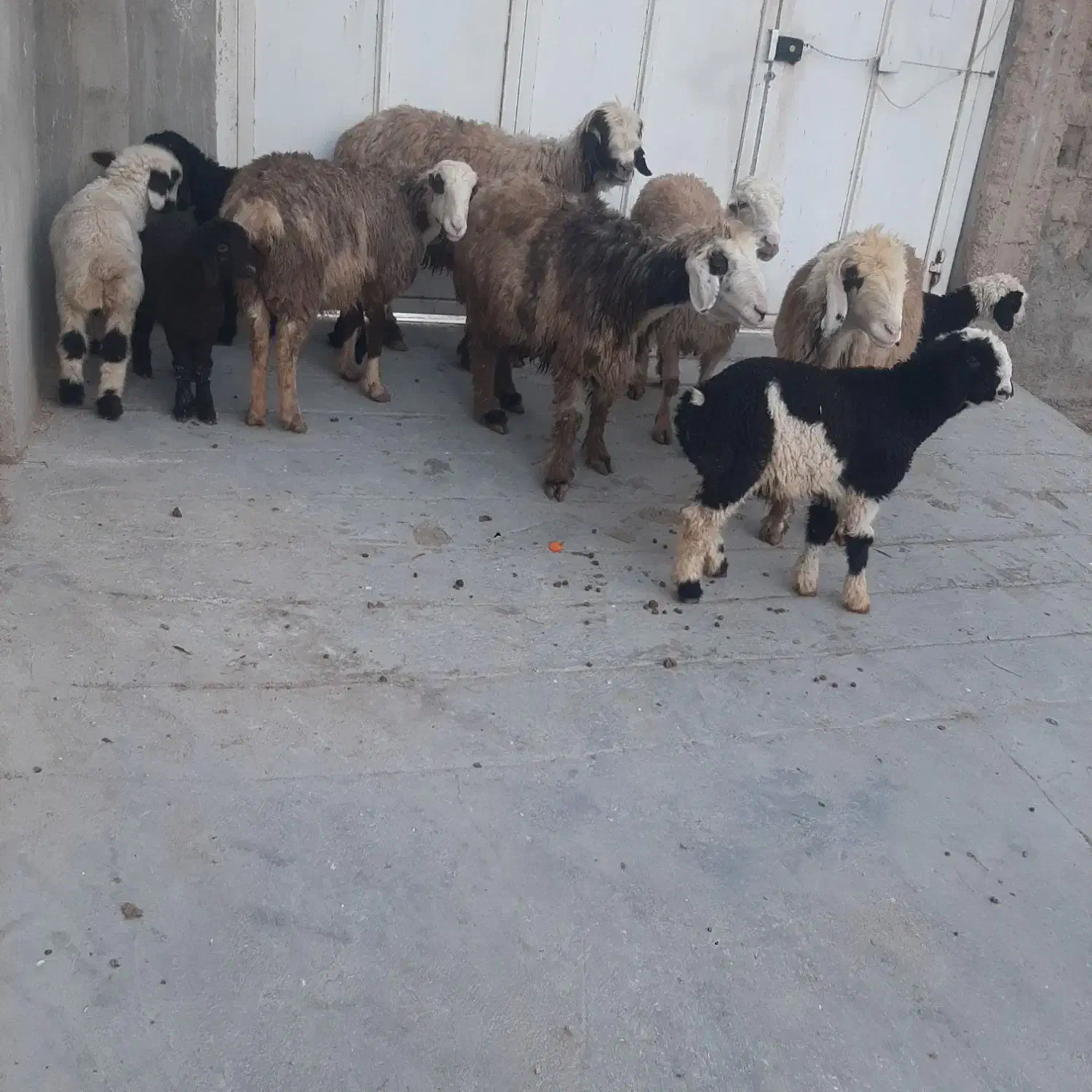 میش بره|حیوانات مزرعه|مرودشت, رامجرد یک|دیوار