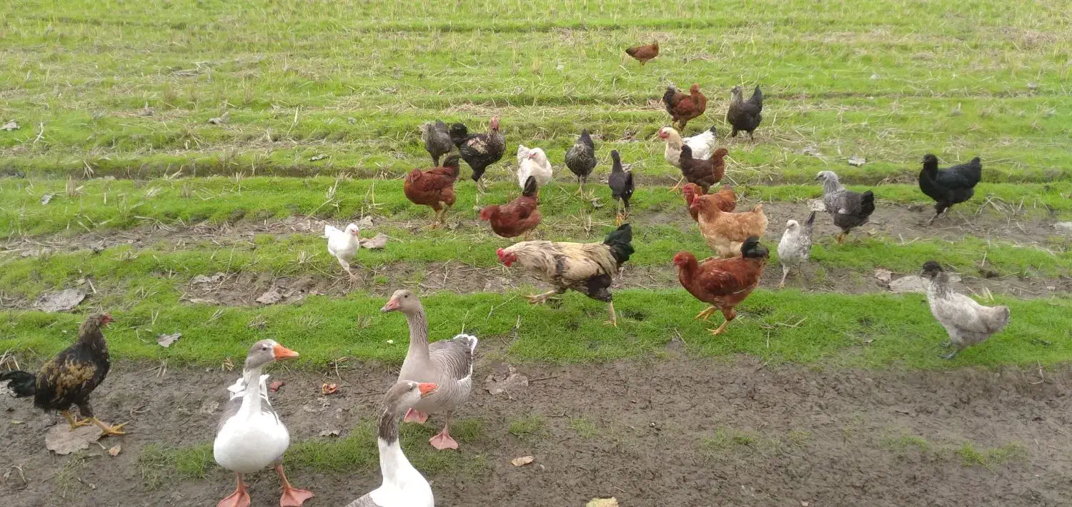 مرغ وخروس لاری وپاپر|حیوانات مزرعه|اسالم, |دیوار