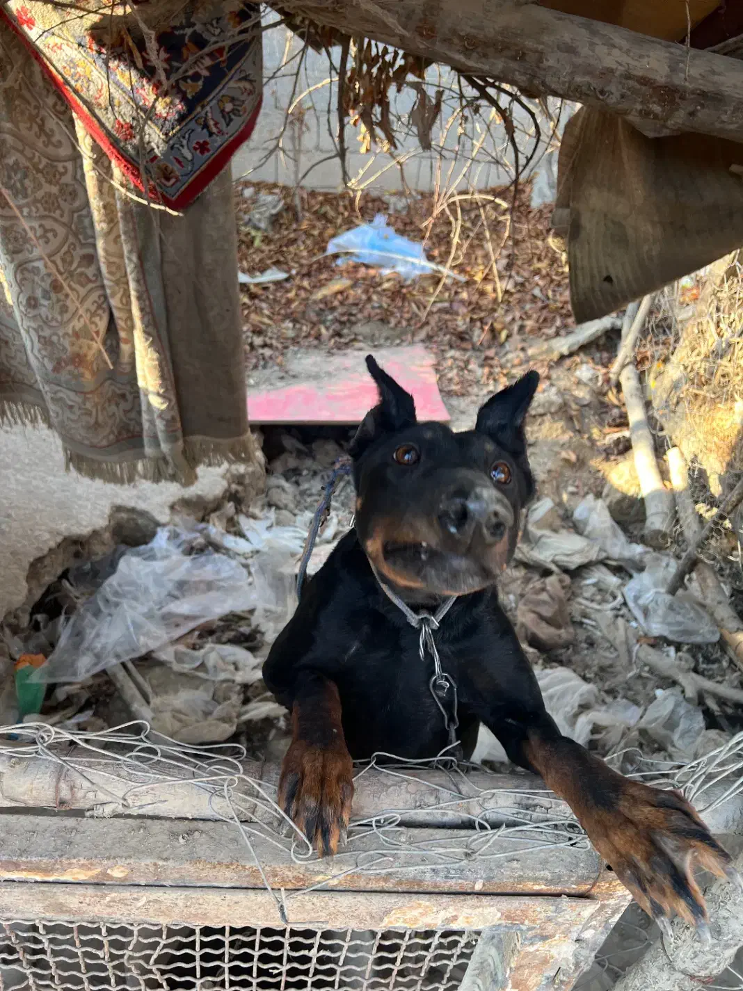 سگ دوبرمن اصیل|سگ|وحیدیه, |دیوار