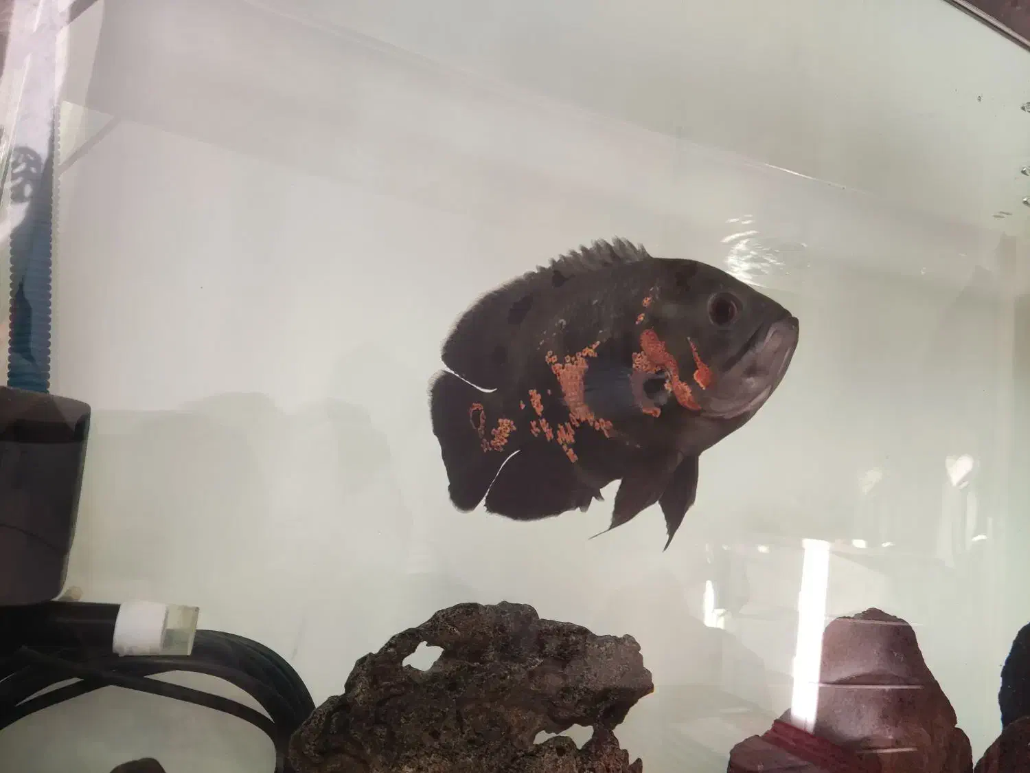 ماهی اسکار|ماهی|آستانه اشرفیه, |دیوار