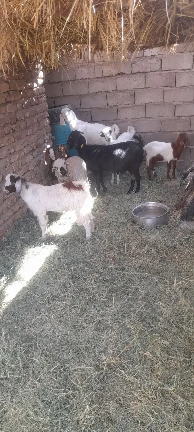 گوسفند|حیوانات مزرعه|نرماشیر, |دیوار