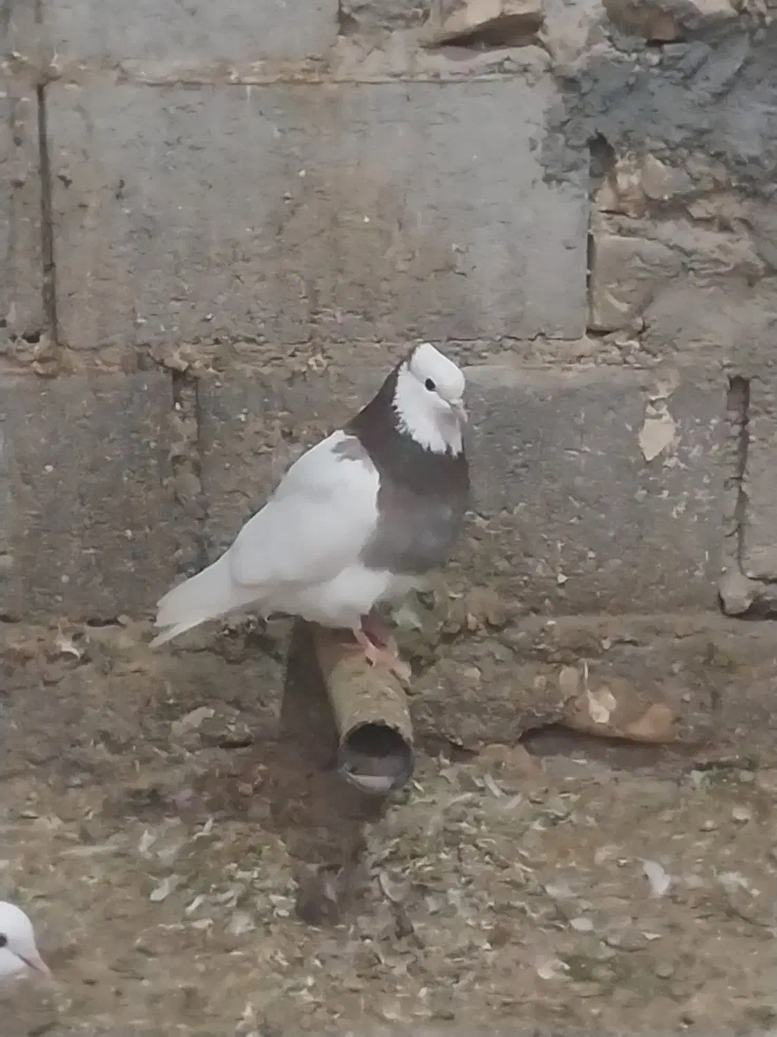 کبوتر|پرنده|لامرد, |دیوار