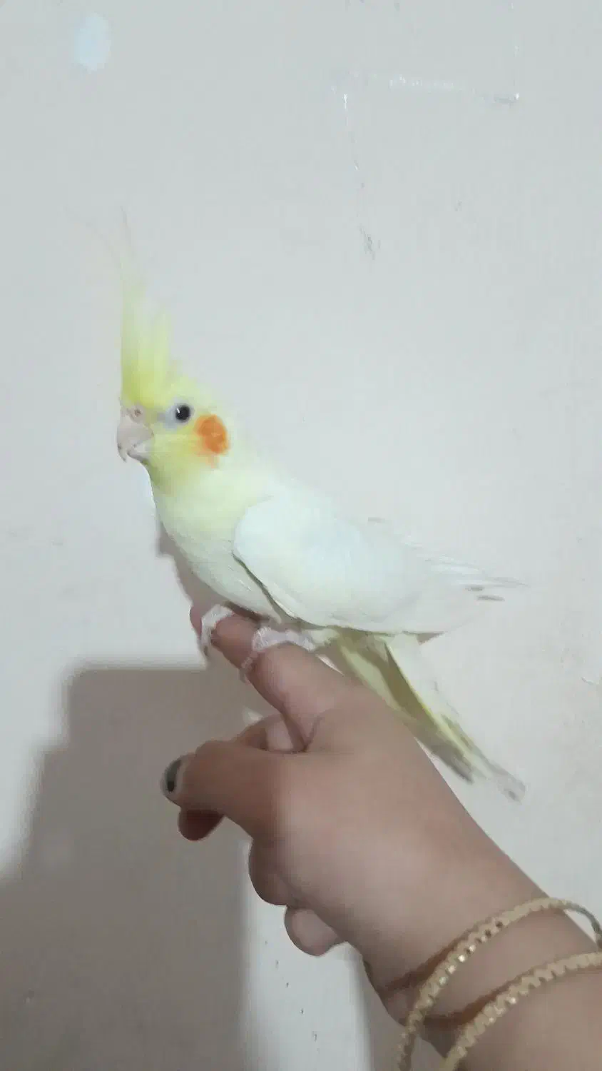 عروس هلندی لوتینو البینو دوکت اهویی گلباقالی|پرنده|مشهد, انصار|دیوار