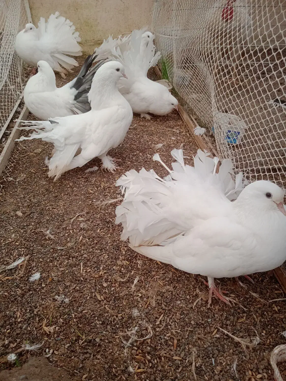 فروش یا معاوضه دم طاووسی|پرنده|گلمکان, |دیوار