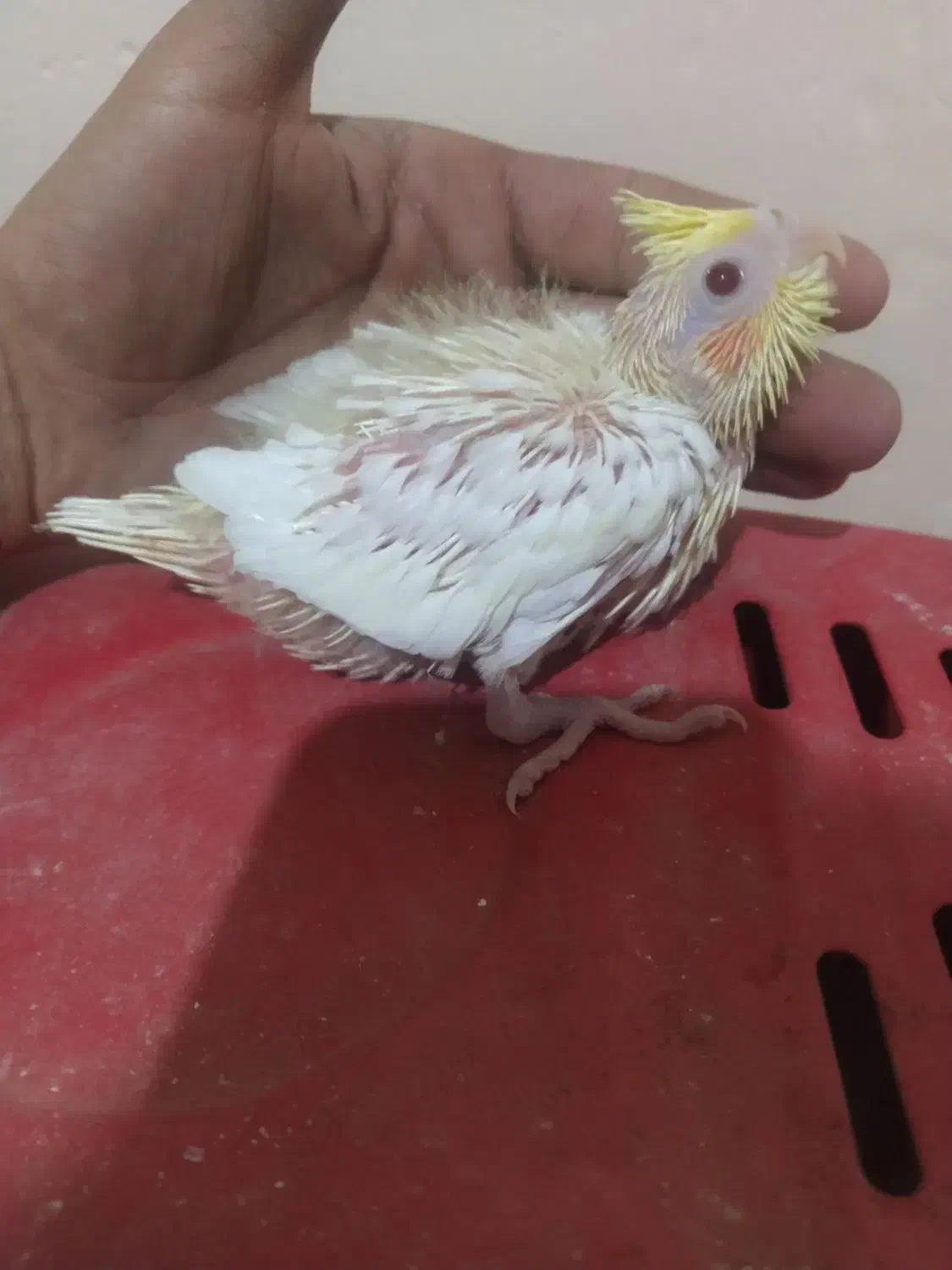 جوجه عروس هلندی لوتینو سرلاکی|پرنده|شیراز, کوشک میدان|دیوار