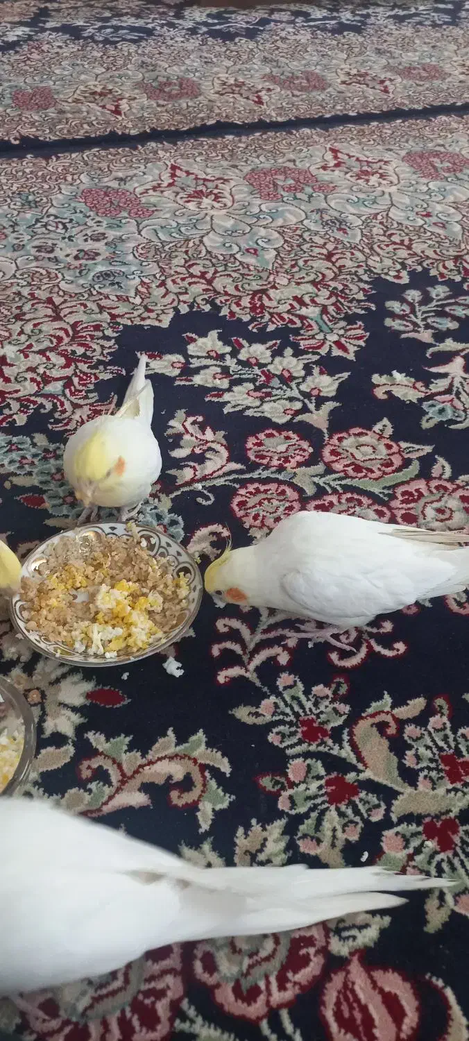 عروس هلندی نرو ماده ده ماهه|پرنده|هشتگرد, خور|دیوار