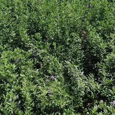 بذر یونجه بغدادی|خدمات باغبانی و درختکاری|اهواز, اسلام آباد غربی|دیوار