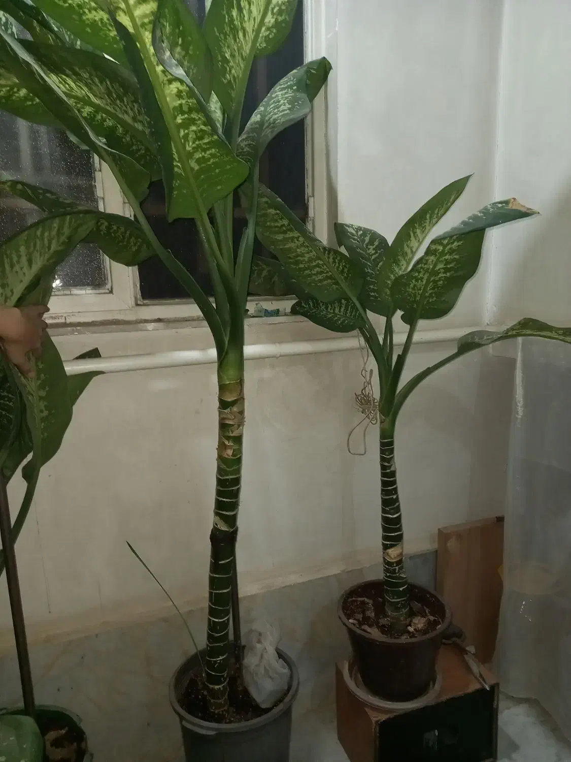 گل طبیعی ( دفن باخیا )|گل و گیاه طبیعی|الوند, |دیوار