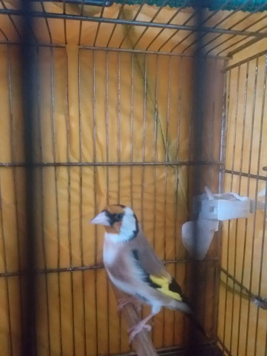 سهره ۲ ساله|پرنده|بانه, |دیوار