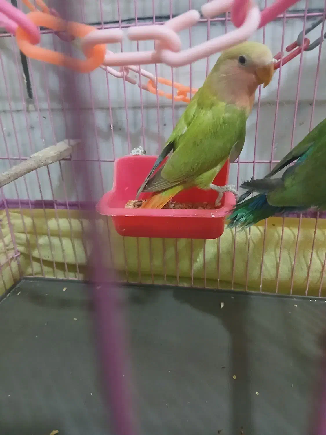 کوتوله|پرنده|قم, خاکفرج|دیوار