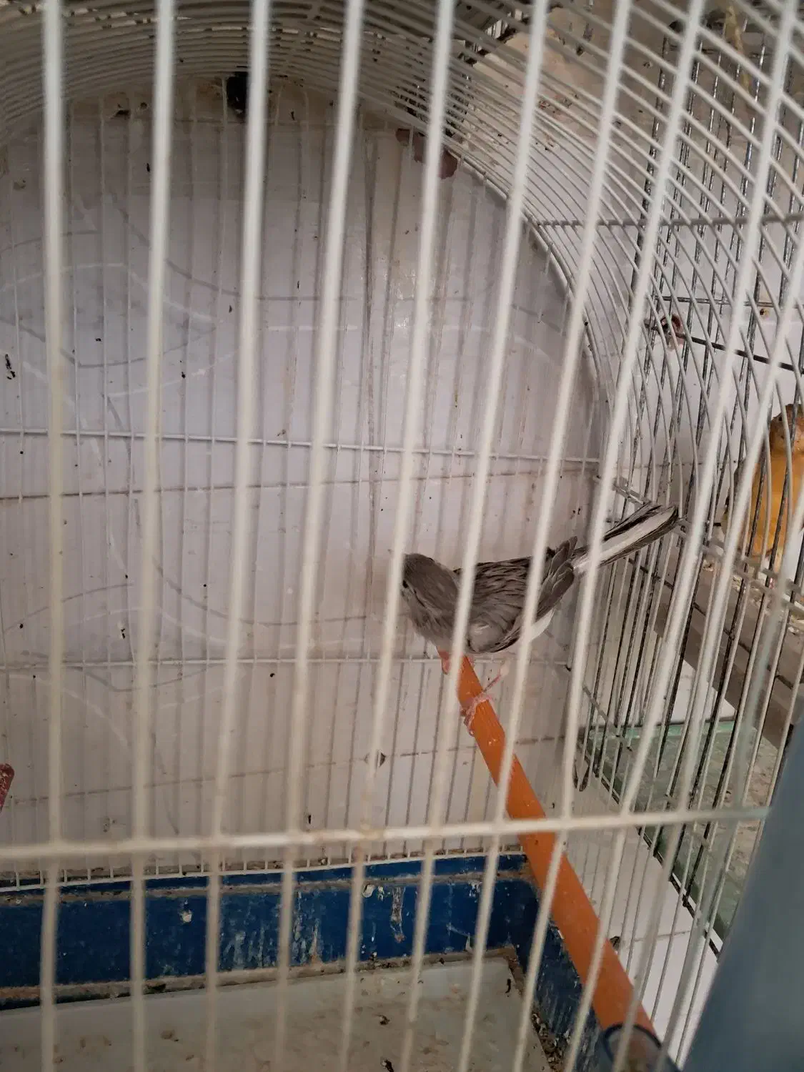 قناری نر طوسی اماده|پرنده|تبریز, |دیوار