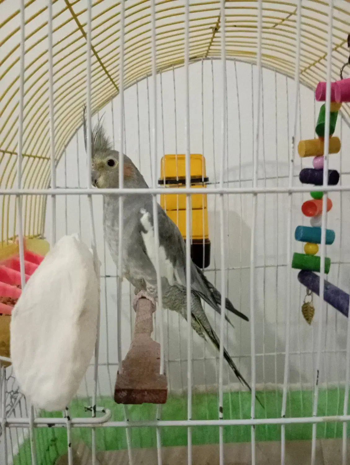 عروس هلندی|پرنده|بیجار, |دیوار