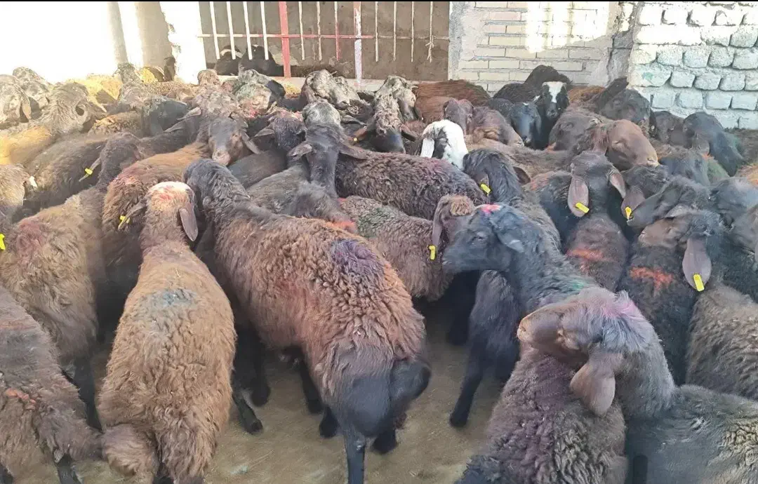 گوشت و لاشه گوسفندی بره نرو ماده کشتار روز تناژ|خوردنی و آشامیدنی|تهران, آرژانتین|دیوار