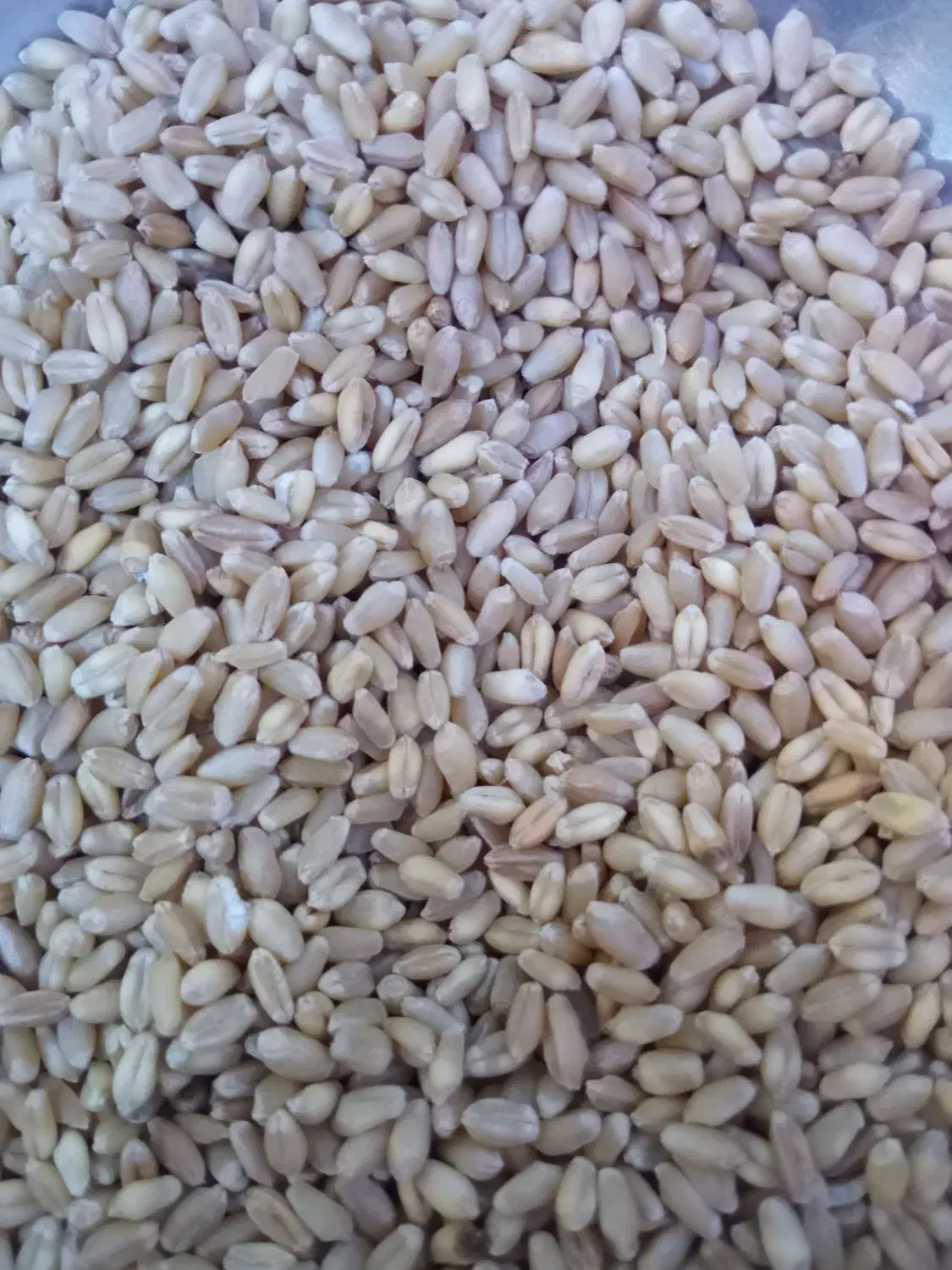 گندم بذری سرا رو|لوازم جانبی حیوانات|ایلام, |دیوار