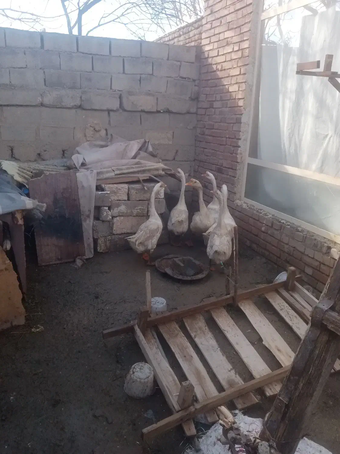 غاز|حیوانات مزرعه|نقده, |دیوار