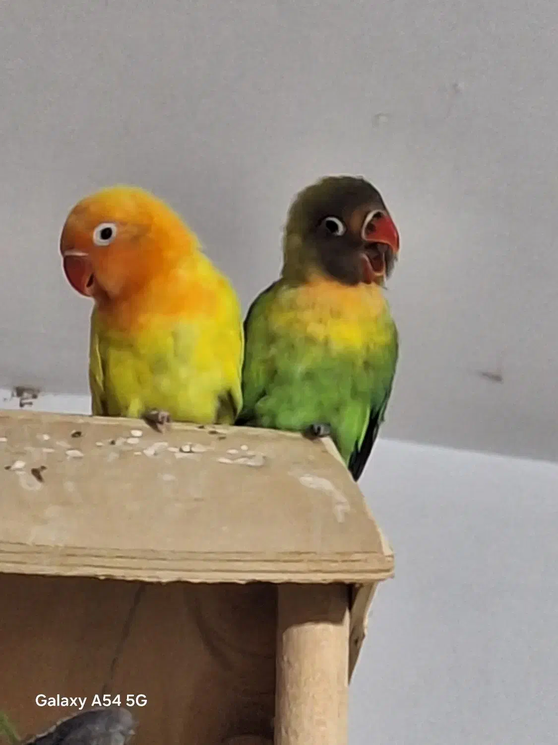 طوطی برزیلی دو ماهه تازه دون خور|پرنده|فردیس, شهرک شهید حسینی|دیوار