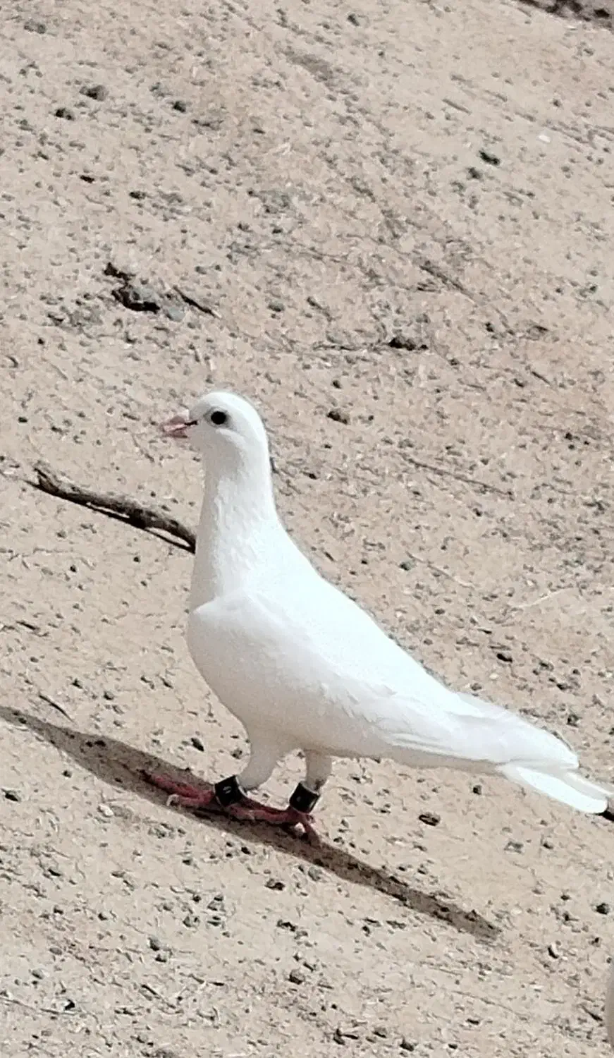 کفتر سفید|پرنده|بم پشت, |دیوار