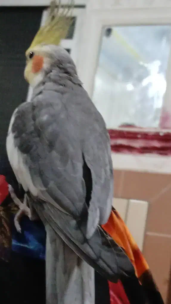 عروس هلندی|حیوانات|مینودشت, |دیوار