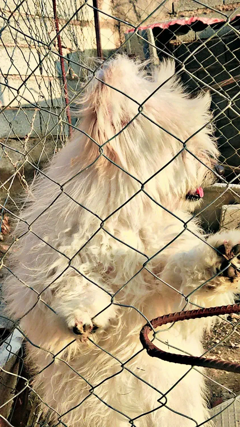 سگ.|سگ|شیراز, رکنآباد|دیوار